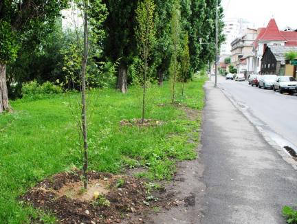 RER Ecologic Service începe plantările de toamnă